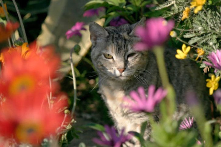 Picture of a cat / kitten / feline