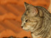 View full size picture