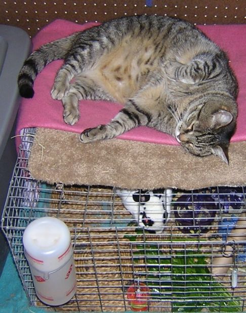 Picture of a cat / kitten / feline