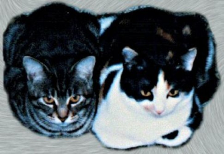 Picture of a cat / kitten / feline