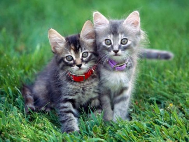 Picture of a cat / kitten / feline