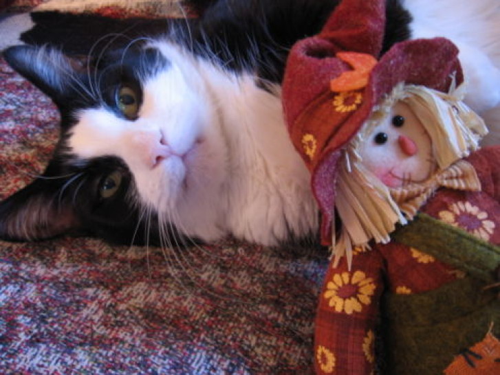 Picture of a cat / kitten / feline