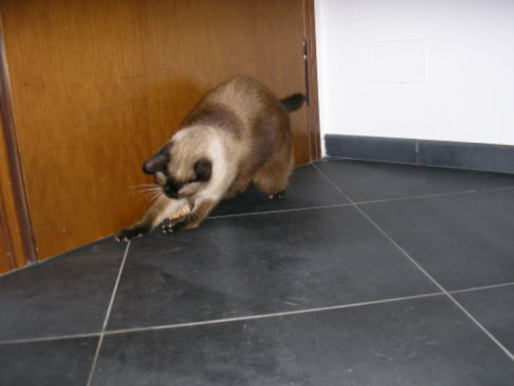 Picture of a cat / kitten / feline
