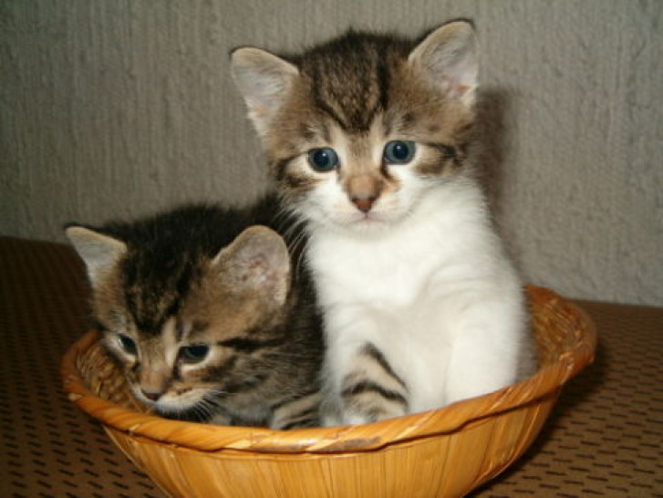 Picture of a cat / kitten / feline