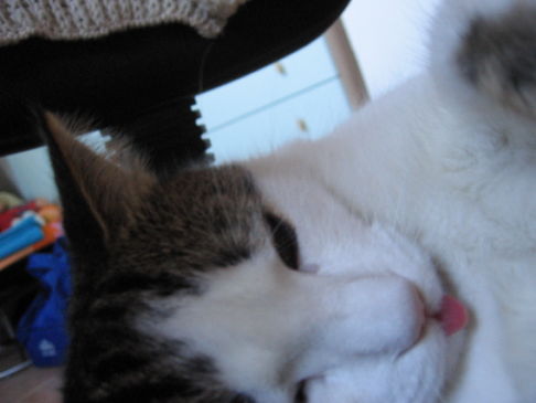 Picture of a cat / kitten / feline