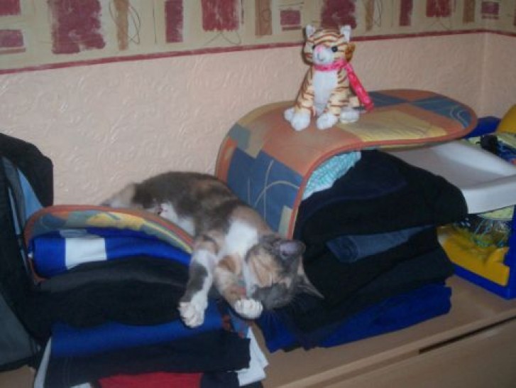 Picture of a cat / kitten / feline