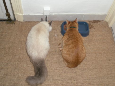 Picture of a cat / kitten / feline