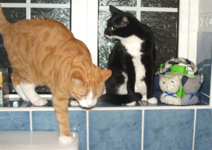 Picture of a cat / kitten / feline