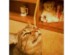 View full size picture