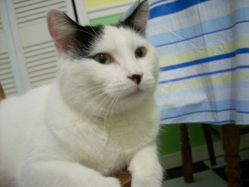Picture of a cat / kitten / feline