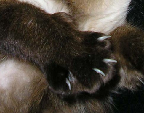 Picture of a cat / kitten / feline