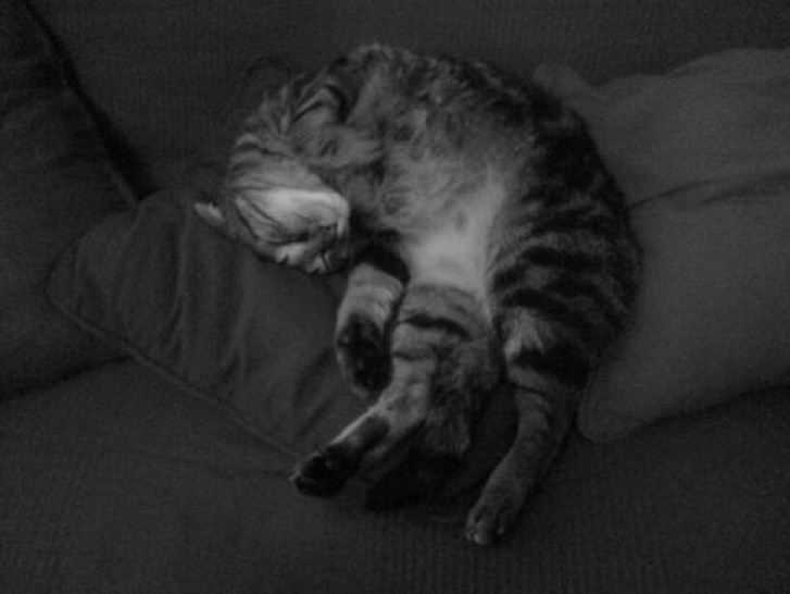 Picture of a cat / kitten / feline