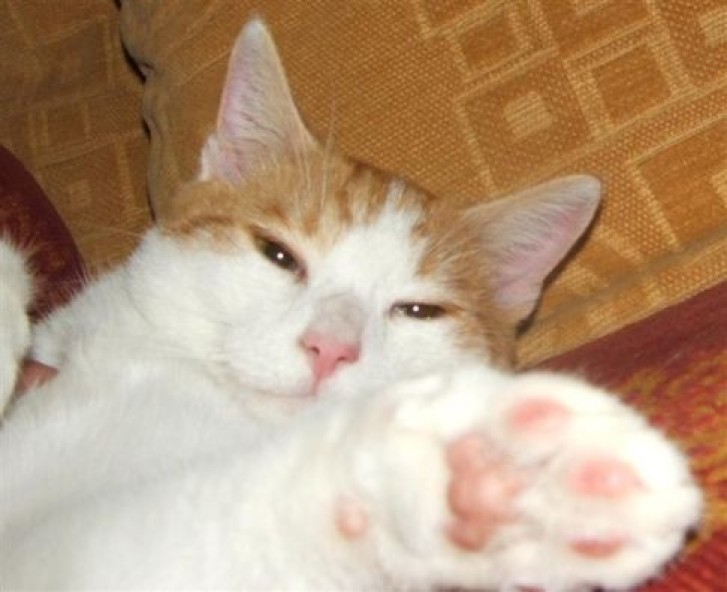 Picture of a cat / kitten / feline
