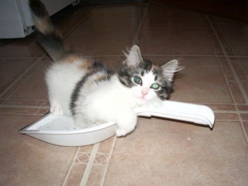 Picture of a cat / kitten / feline