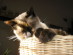 View full size picture