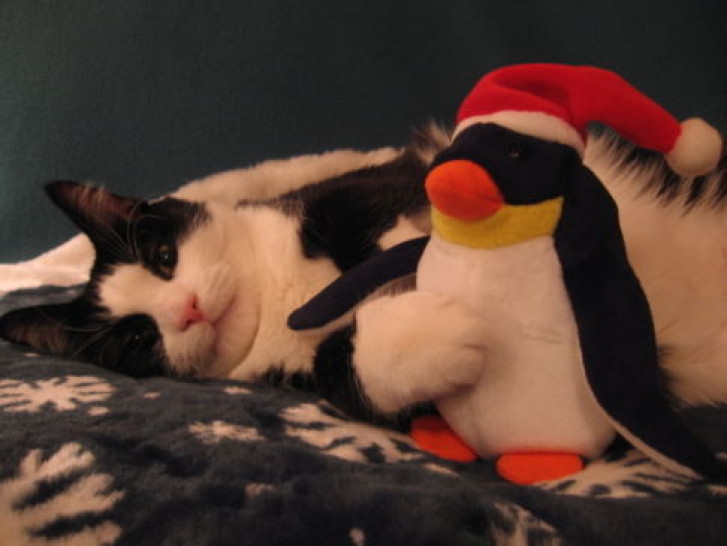 Picture of a cat / kitten / feline