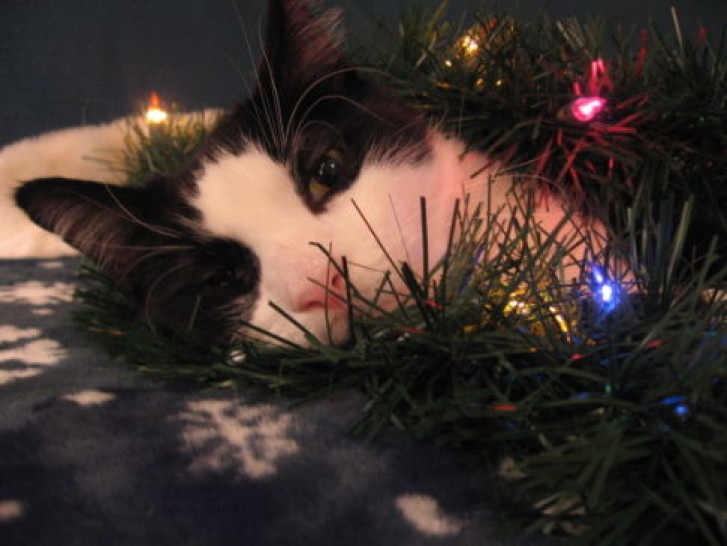 Picture of a cat / kitten / feline