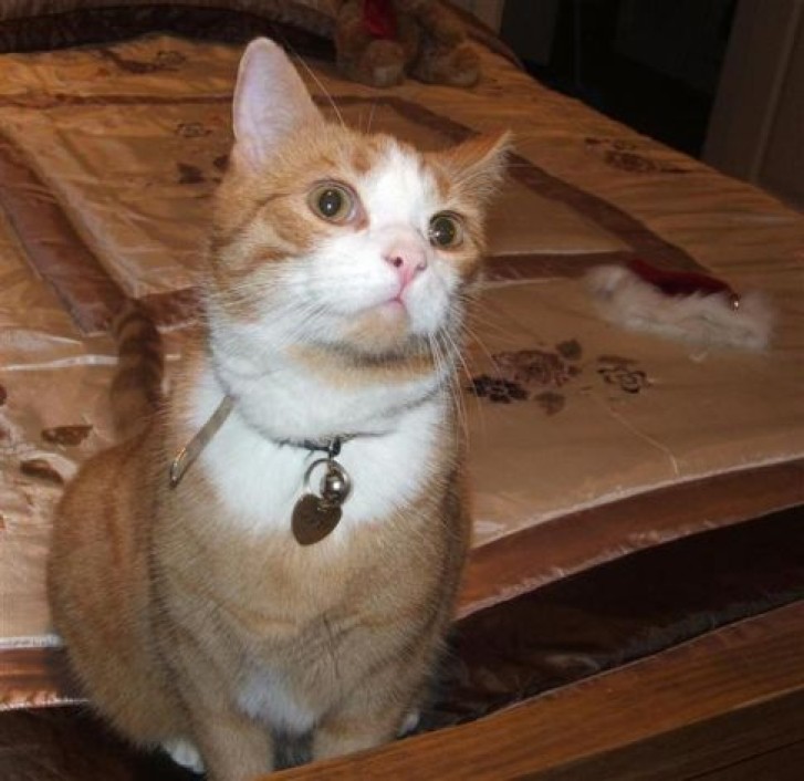Picture of a cat / kitten / feline