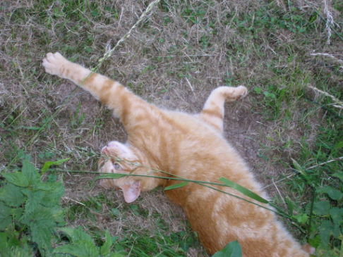 Picture of a cat / kitten / feline