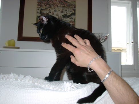Picture of a cat / kitten / feline