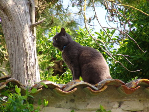 Picture of a cat / kitten / feline