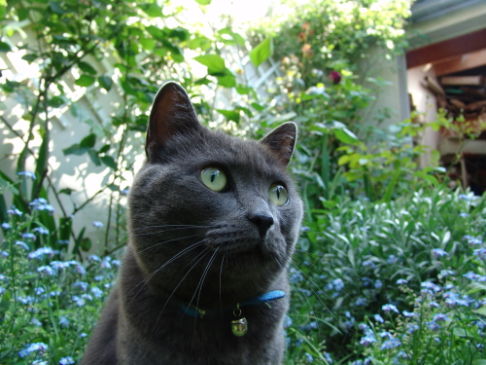 Picture of a cat / kitten / feline