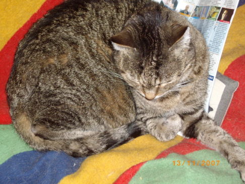 Picture of a cat / kitten / feline