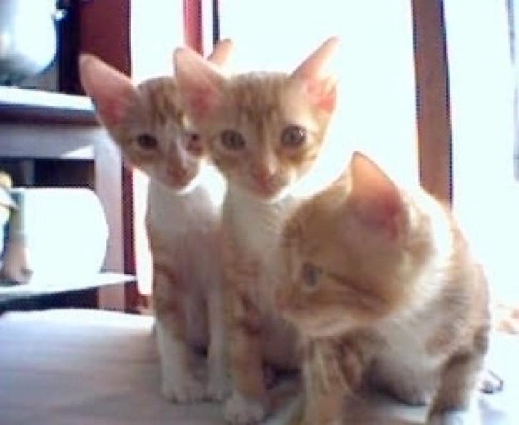 Picture of a cat / kitten / feline