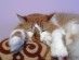 View full size picture