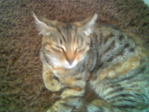 Picture of a cat / kitten / feline