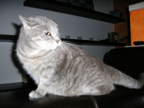 Picture of a cat / kitten / feline