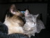 View full size picture