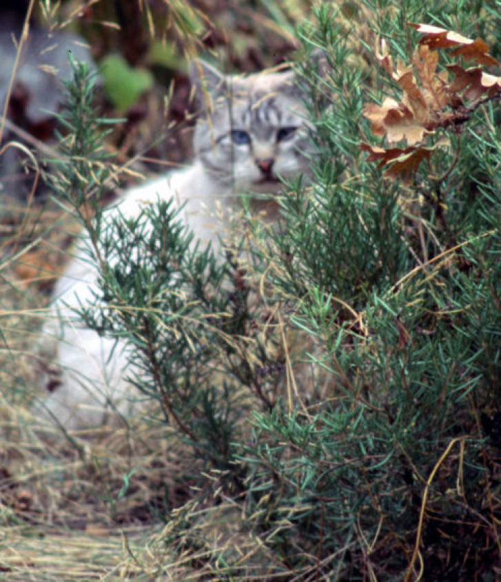 Picture of a cat / kitten / feline