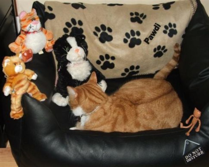 Picture of a cat / kitten / feline