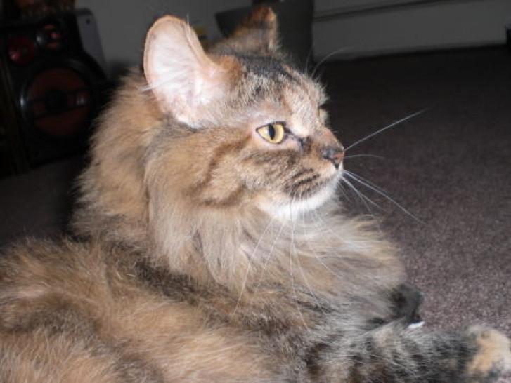 Picture of a cat / kitten / feline