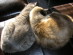View full size picture