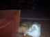 View full size picture
