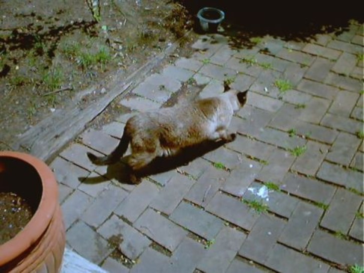 Picture of a cat / kitten / feline