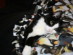 View full size picture