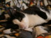 View full size picture