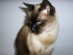 View full size picture