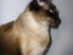 View full size picture