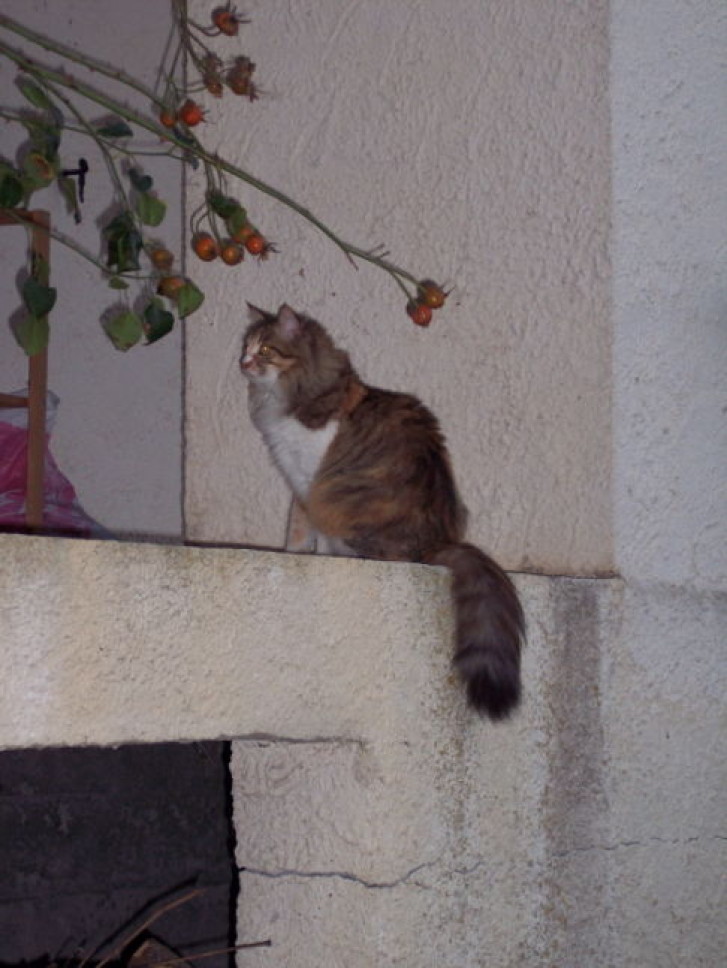 Picture of a cat / kitten / feline