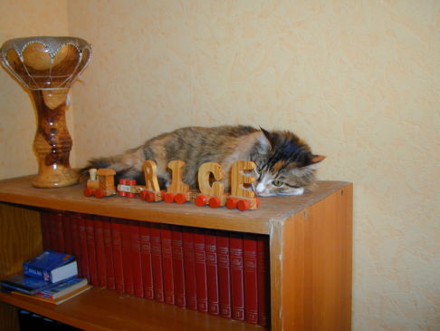 Picture of a cat / kitten / feline
