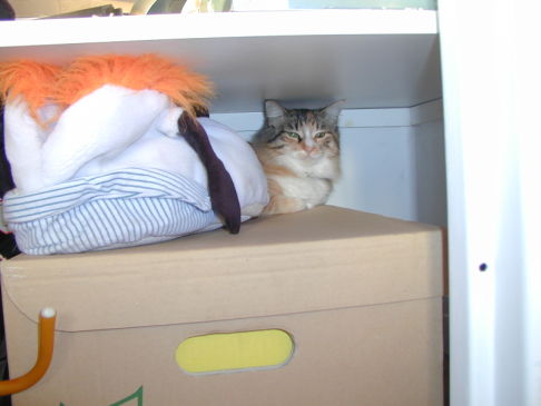 Picture of a cat / kitten / feline