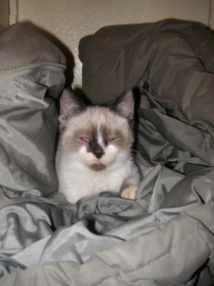 Picture of a cat / kitten / feline