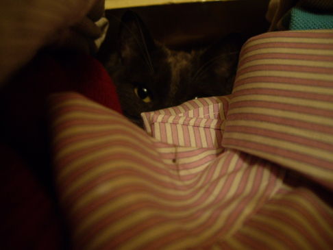 Picture of a cat / kitten / feline