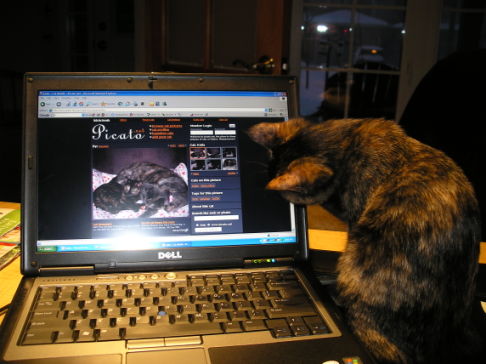 Picture of a cat / kitten / feline