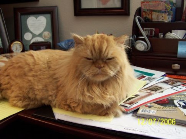 Picture of a cat / kitten / feline