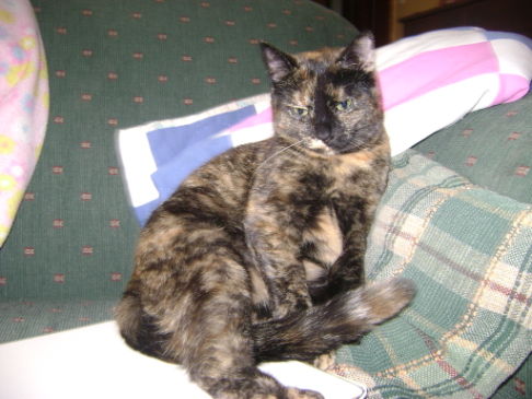 Picture of a cat / kitten / feline